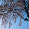 夜明け桜