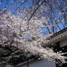 桜　- 白壁の城壁 -