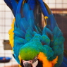ルリコンゴウインコの威嚇