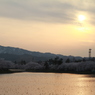 残雪と桜と夕日