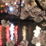 夜桜２