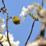 DSC_1365春花小鳥