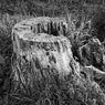 IMG_0649