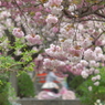 八重桜x桜色自転車