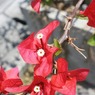 何の花？