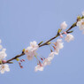 桜咲きつつ