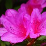 初夏の彩り Ⅲ