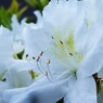 初夏の彩り Ⅳ