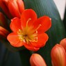 初夏の彩り Ⅴ