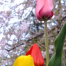 春Ｘ春