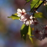 桜　- 三輪三様 -