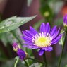 初夏の彩り Ⅶ