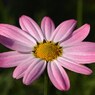 初夏の彩り Ⅷ