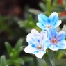 初夏の彩り Ⅸ