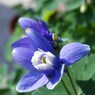 初夏の彩り Ⅹ
