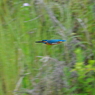 IMGP3230