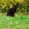 黒猫と可憐な花は似合います（横浜・大桟橋）