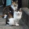 地元のワイルドキャット（川崎・多摩区）