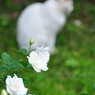 花とトオル（横浜「港の見える丘公園」）