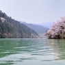 湖畔の桜景色 