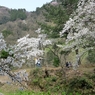 桜と水芭蕉