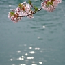 キラキラ桜