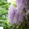 藤の花