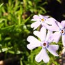 初夏の彩り ⅩⅣ