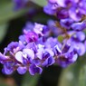 初夏の彩り ⅩⅨ
