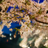 夜桜