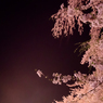 満開の夜桜