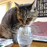 それはウイスキー。