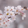 ほんのり桜色