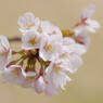 桜、あまいクリーム色をバックに