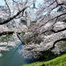 九段の桜 