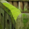 IMGP0291