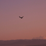 Mt. Baker w/ an American Eagle