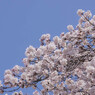 左に向かい咲き行く桜