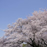 満開桜