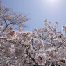 逆光桜