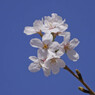 青空に桜