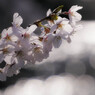 桜と丸暈け