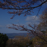 2012 春　さくら