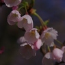 2012 春　さくら