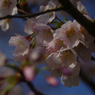 2012 春　さくら