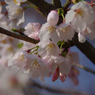 2012 春　さくら