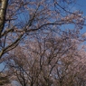 2012 春　さくら