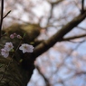 2012 春　さくら