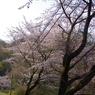 2012 春　さくら