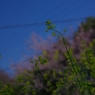 2012 春　さくら